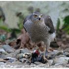 Der Habicht in meinem Garten.