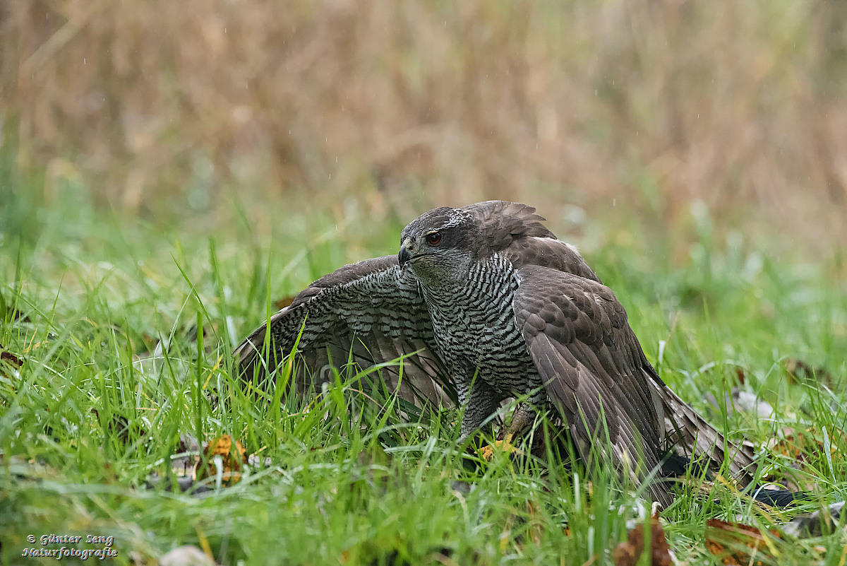 Der Habicht mantelt nach seinem Jagdglück auf der Beute.