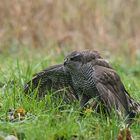 Der Habicht mantelt nach seinem Jagdglück auf der Beute.