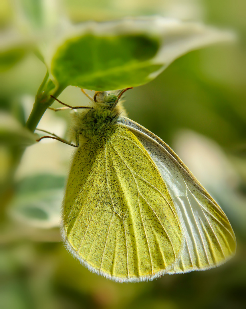 Der hängende Schmetterling