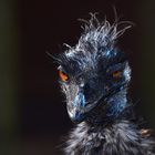 Der hässlichste Emu der Welt? ;)