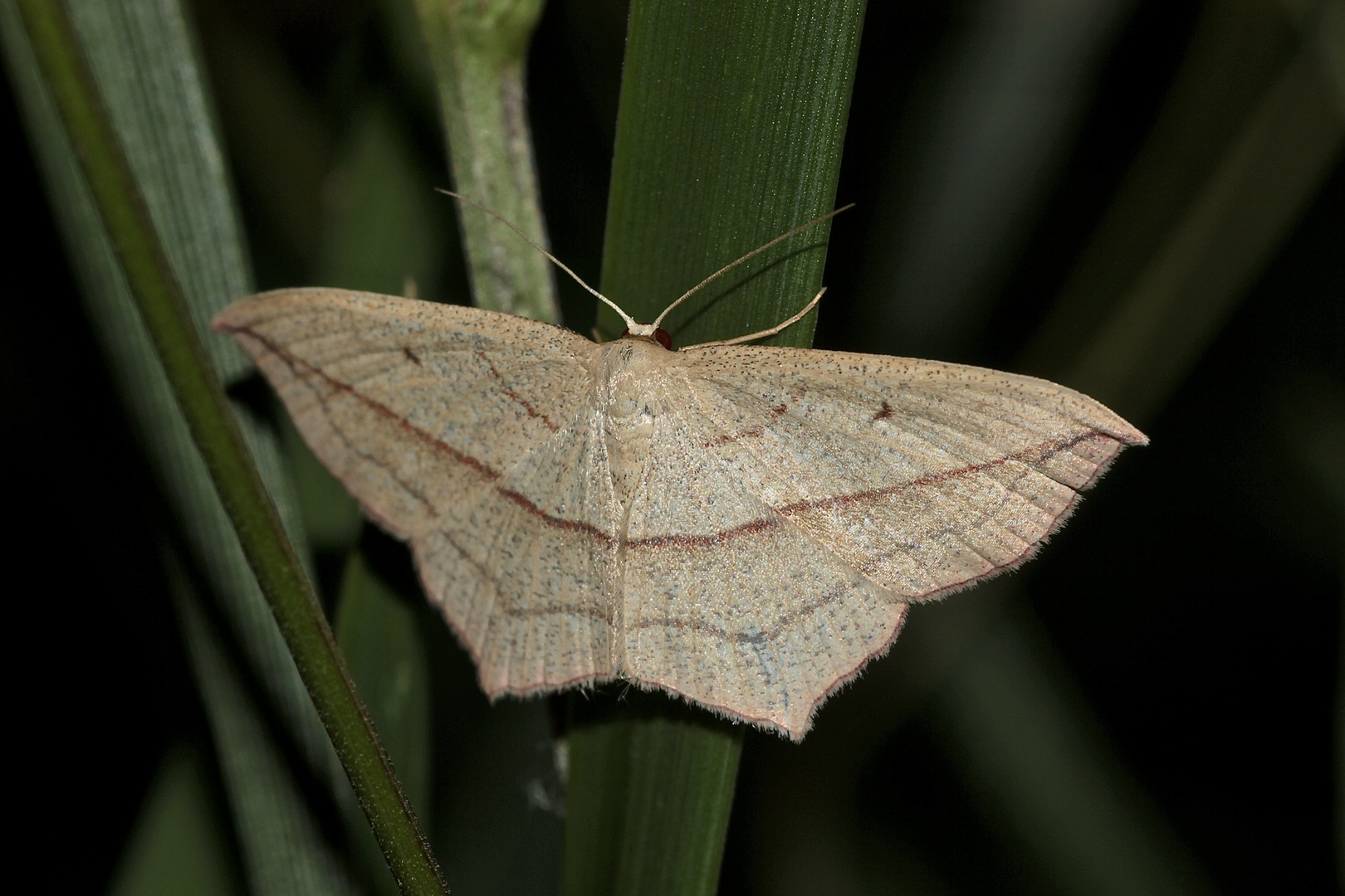 Der häufige Ampferspanner (Timandra comae)