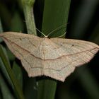 Der häufige Ampferspanner (Timandra comae)