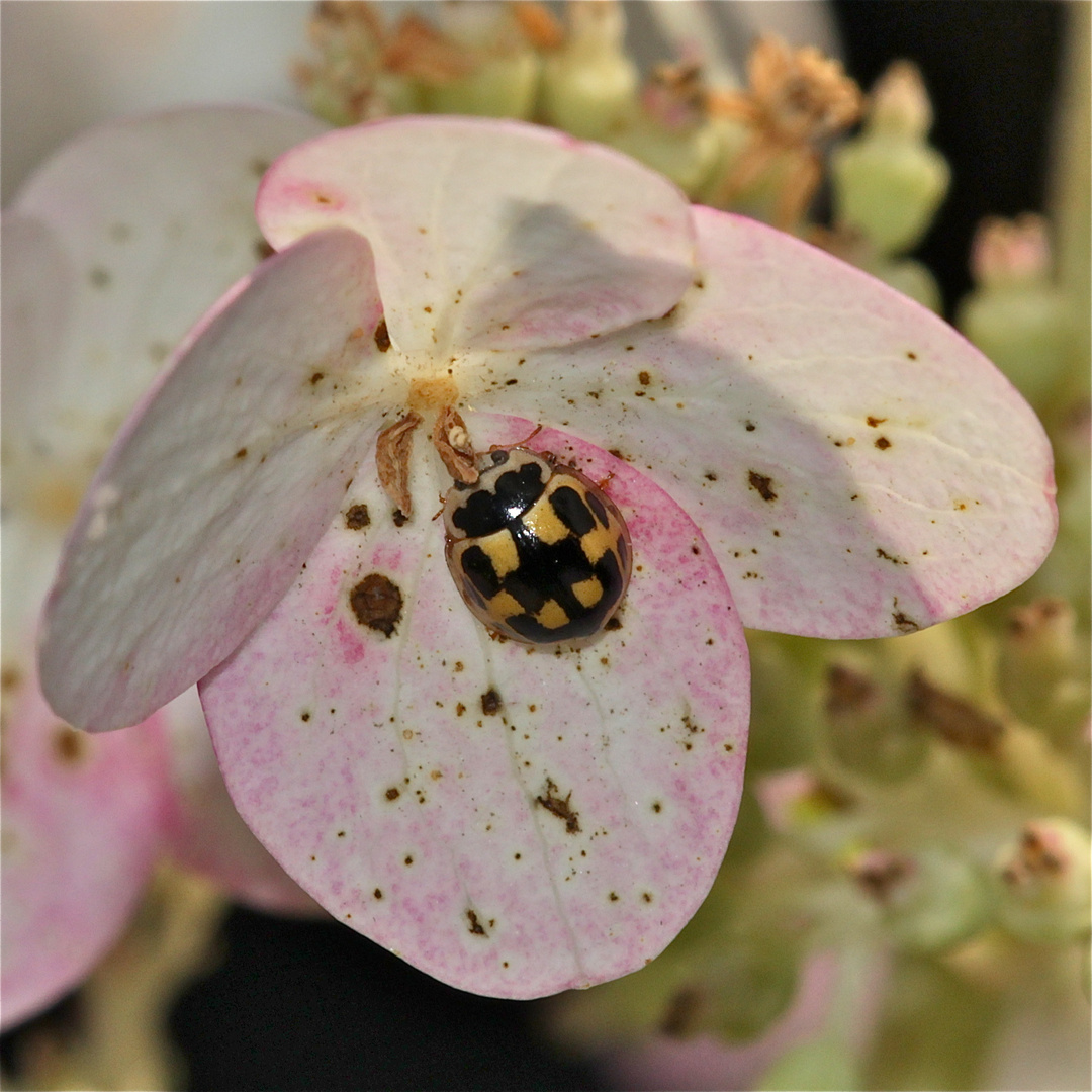 Der häufige Marienkäfer PROPYLEA QUATTUORDECIMPUNCTATA*