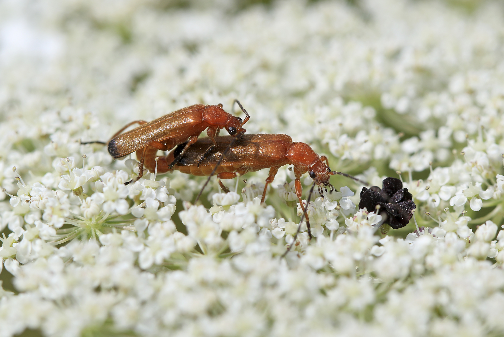 Der häufigste Käfer 