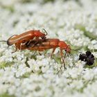 Der häufigste Käfer 