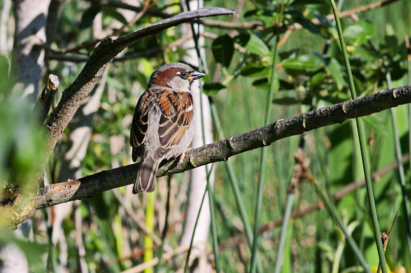 der häusliche Spatz