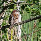 der häusliche Spatz