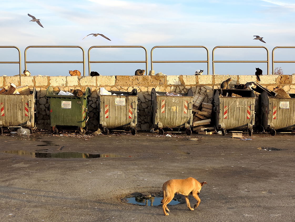 Der Hafen, ein zoologischer Garten?  /  Il porto, un giardino zoologico?