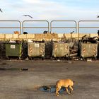 Der Hafen, ein zoologischer Garten?  /  Il porto, un giardino zoologico?