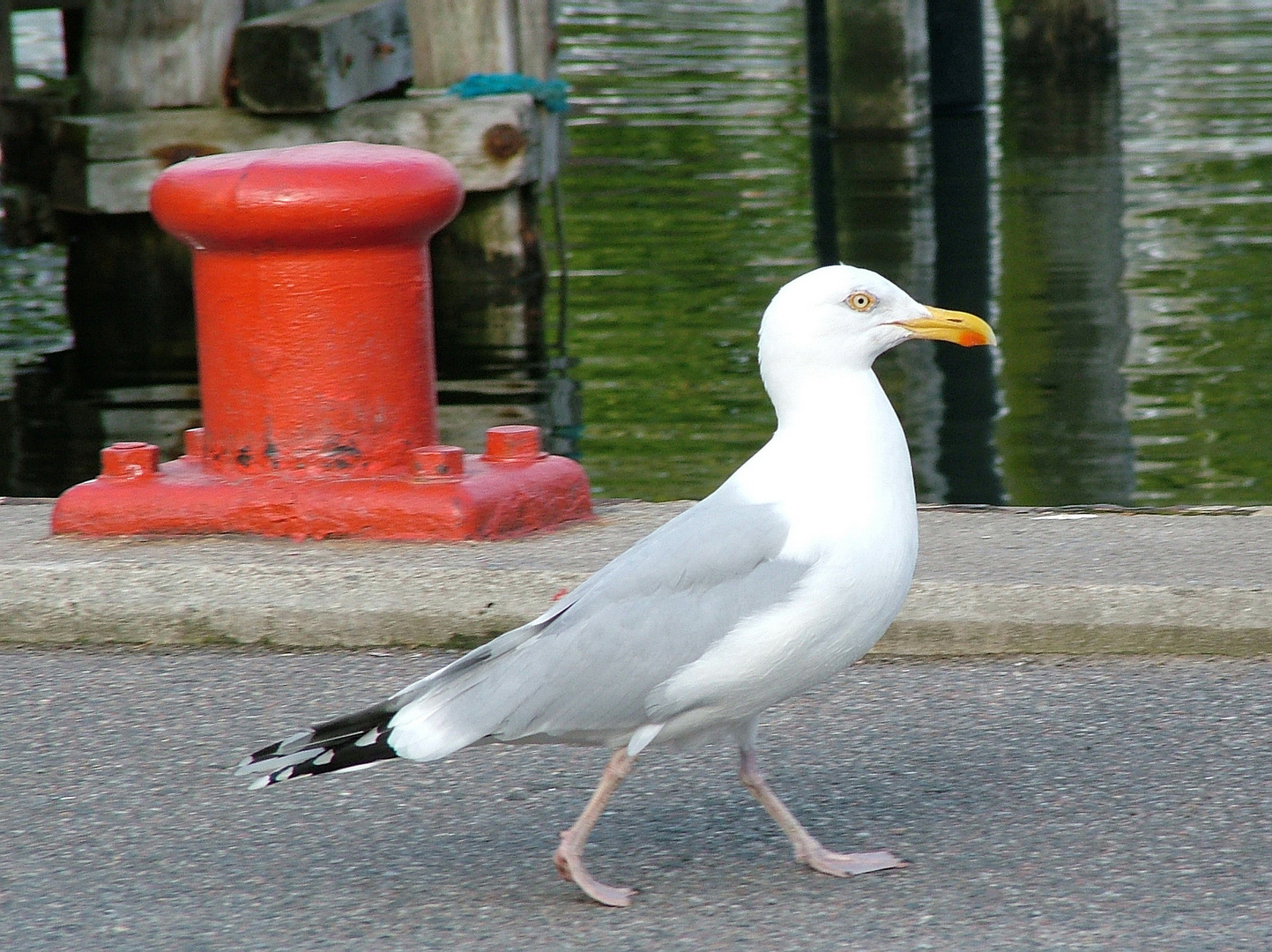 Der Hafenmeister