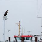 Der Hafenwächter..