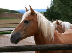 Der Haflinger
