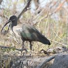 Der Hagedasch ein lauter Vogel Afrikas 