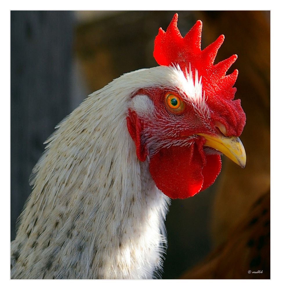 Der Hahn... Foto & Bild | natur, hahn, tiere Bilder auf fotocommunity