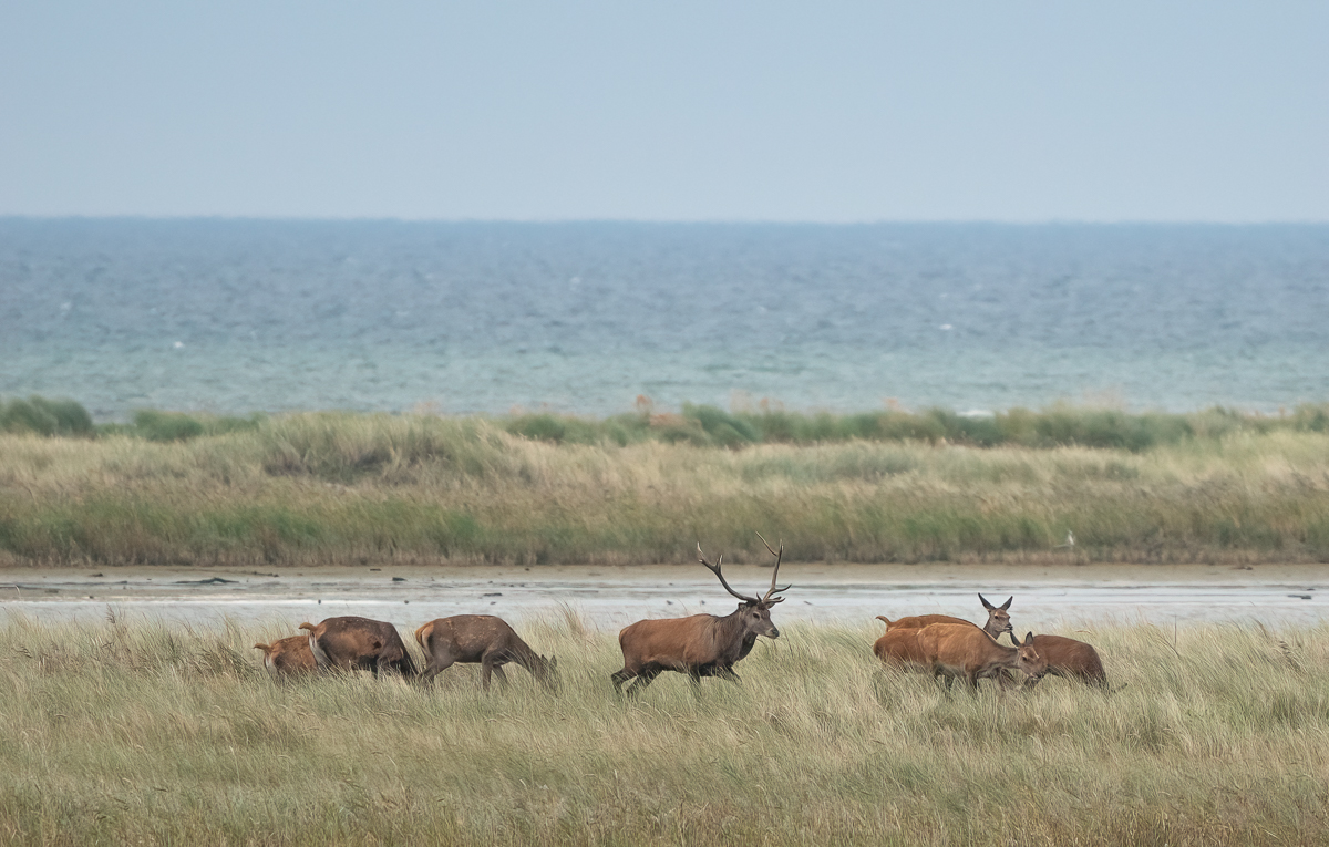 Der Hahn ähm Hirsch im Korb 