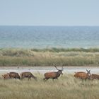 Der Hahn ähm Hirsch im Korb 