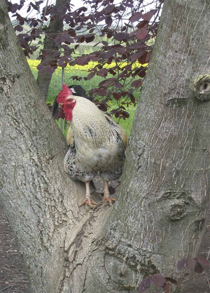 Der Hahn im Baum