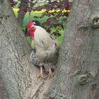 Der Hahn im Baum