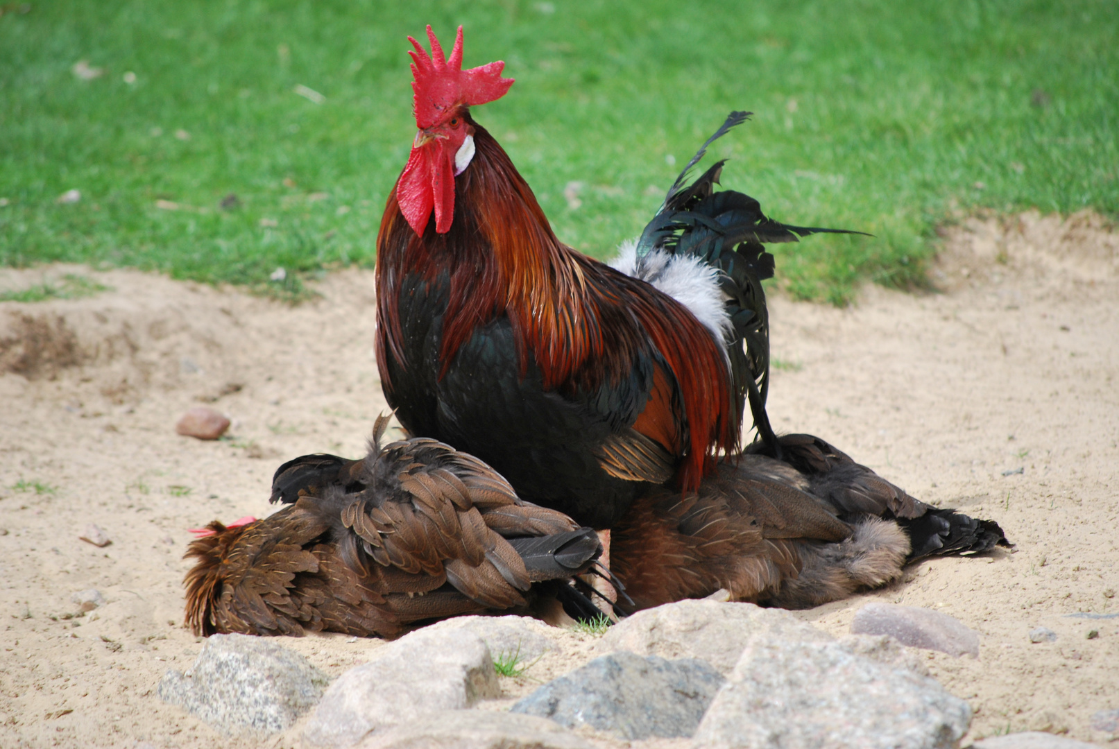 Der Hahn im Korb...