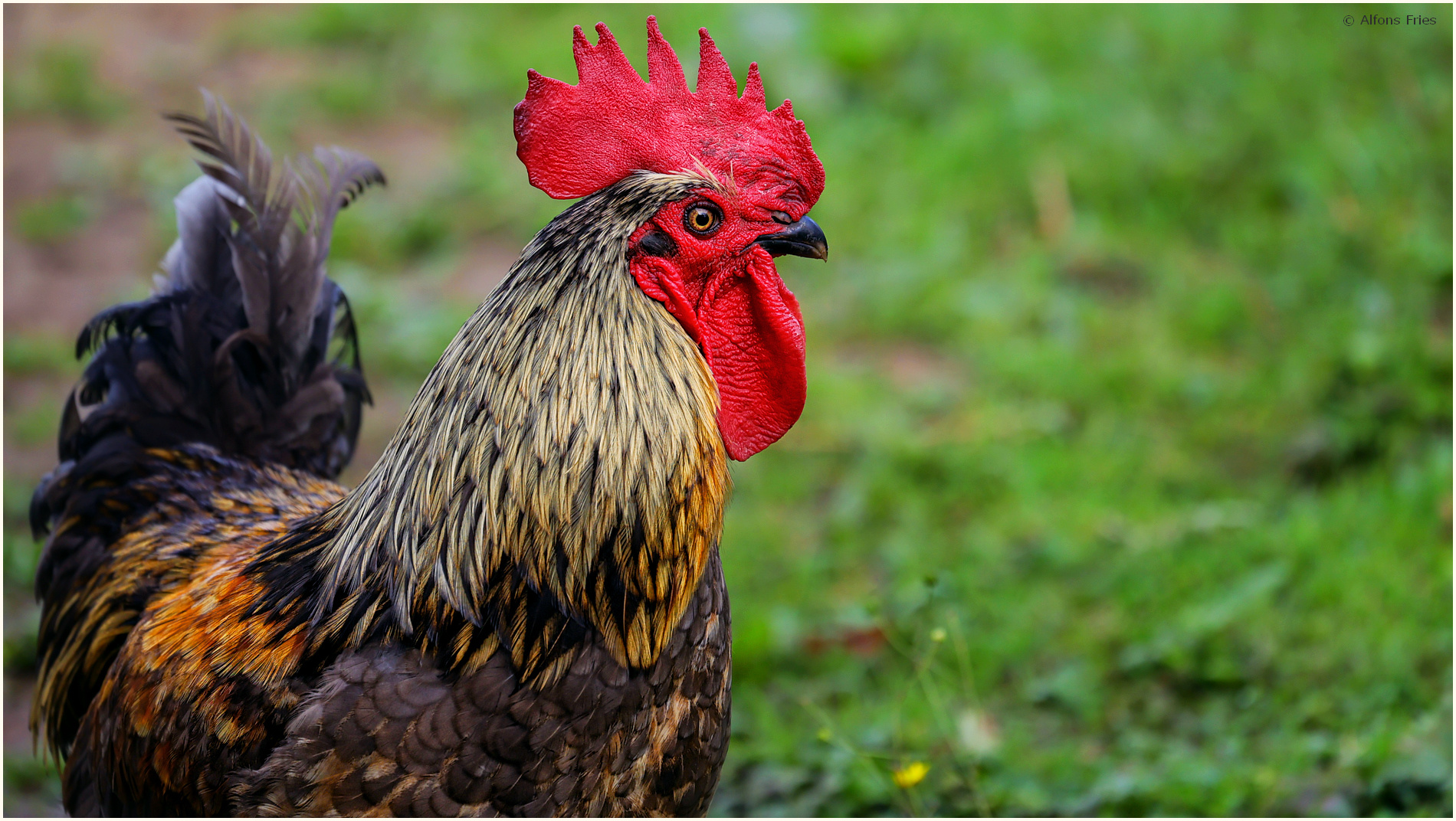 Der Hahn zu dem Huhn unten.  :-)