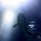 Der Hai aus der Tiefe