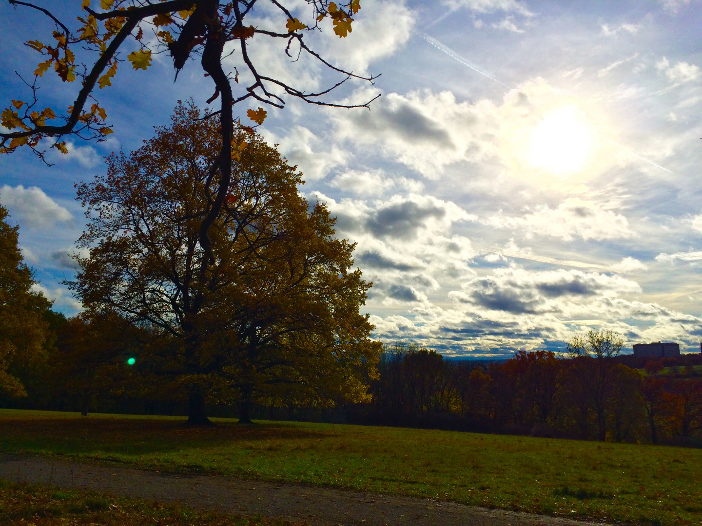 Der Hain im Aufbruch zum Winter