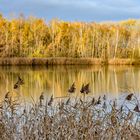 der Hainbergsee in Thüringen