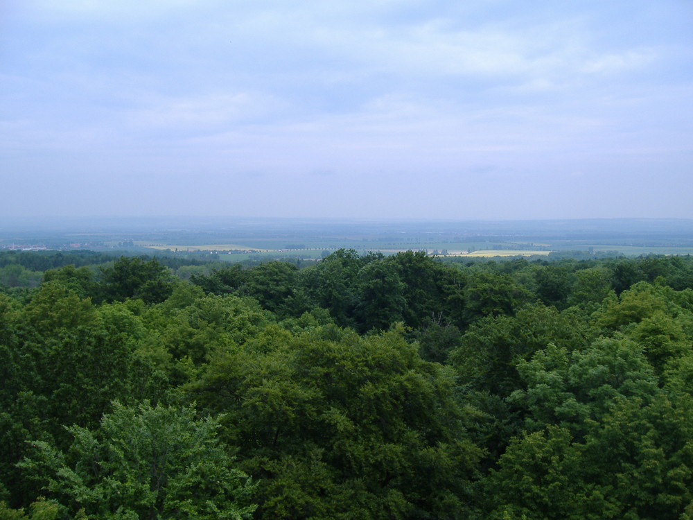 Der Hainich (Buchenurwald in Thüringen)