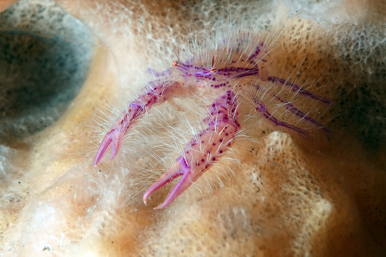 Der Hairy Squat Lobster…