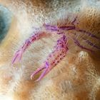 Der Hairy Squat Lobster…