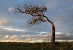 Der halbe Baum