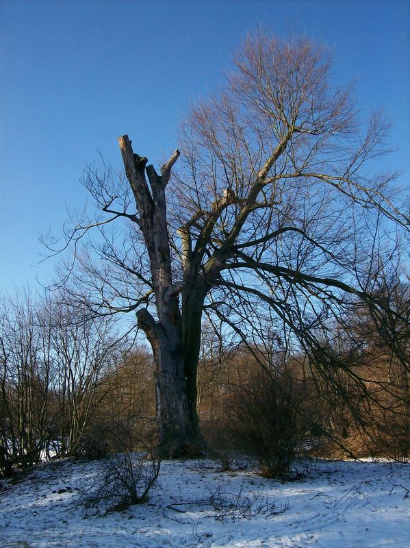 Der halbe Baum im Schnee