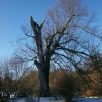 Der halbe Baum im Schnee