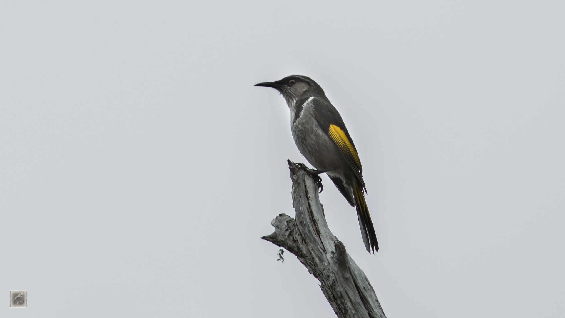 Der Halbmond-Honigfresser (Phylidonyris pyrrhopterus)  