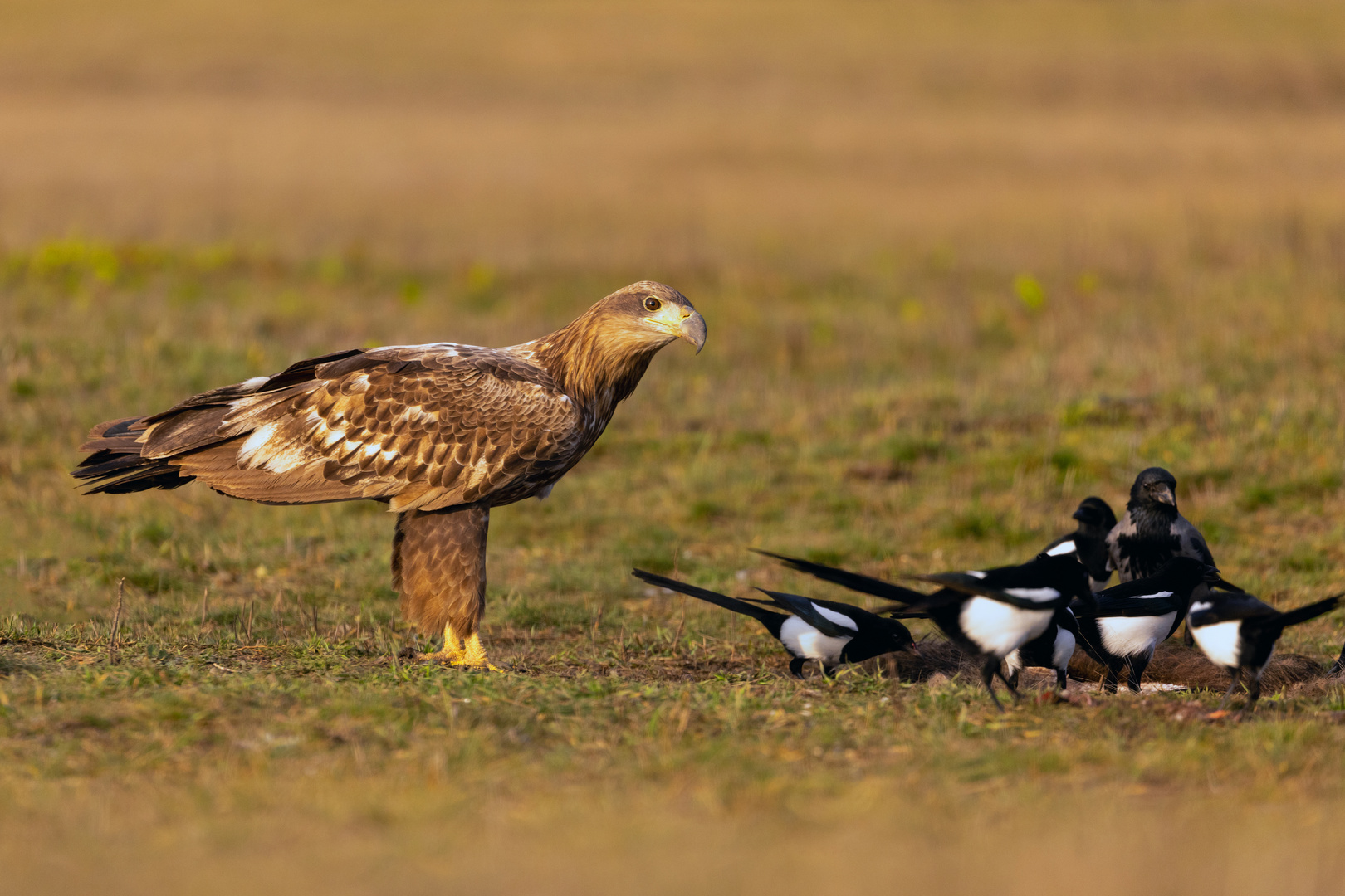 Der halbstarke Seeadler ...