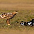 Der halbstarke Seeadler ...