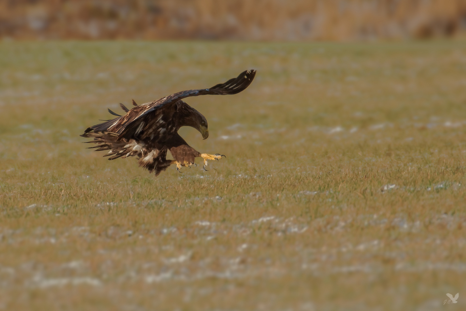 der halbstarke Seeadler (Haliaeetus albicilla) ...