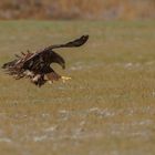 der halbstarke Seeadler (Haliaeetus albicilla) ...