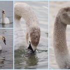 Der Halbstarke vom Rhein