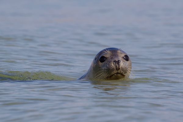 Der Halbstarke......Junge Kegelrobbe