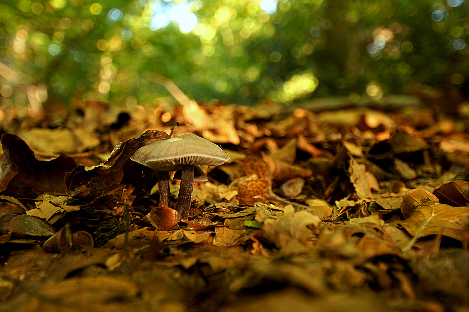 Der halbversteckte Pilz