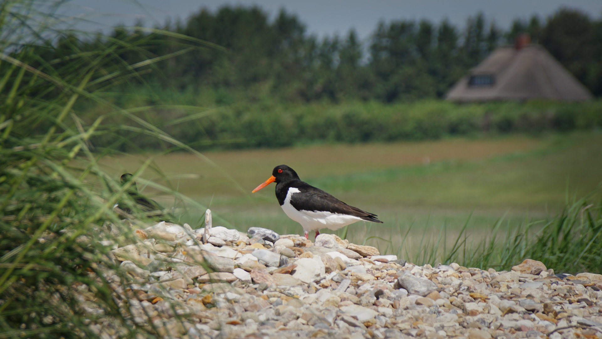 Der Halligstorch