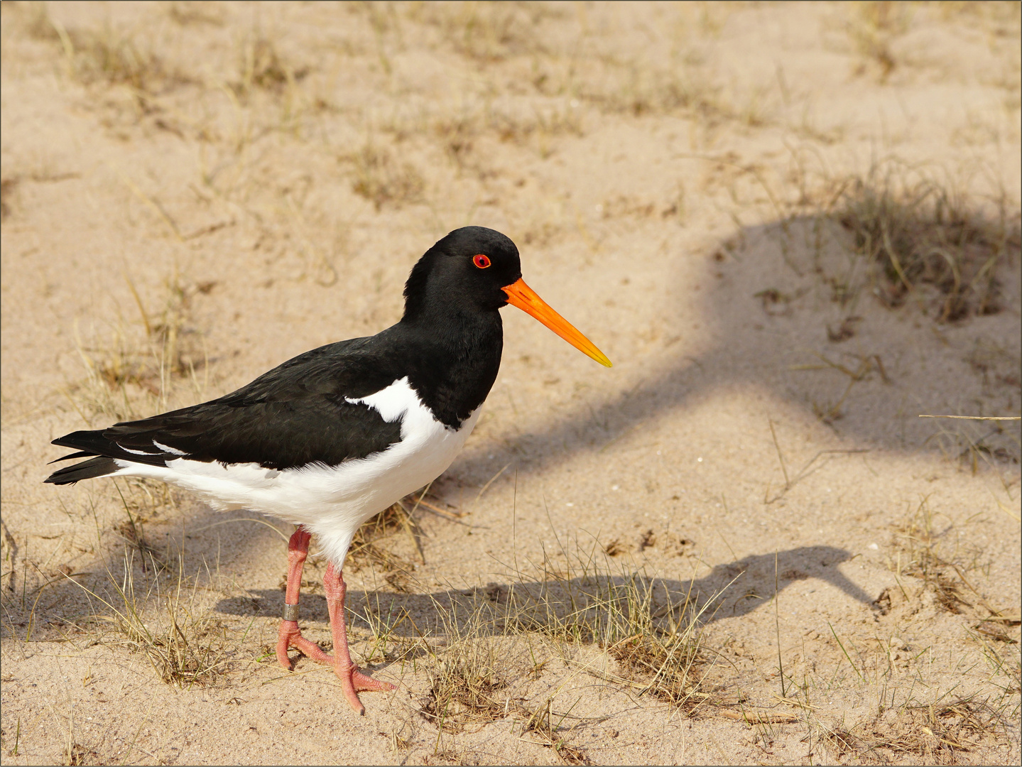 Der Halligstorch auf der Insel :-)