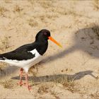 Der Halligstorch auf der Insel :-)