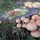 Der Hallimasch , auch aus unserem Garten.