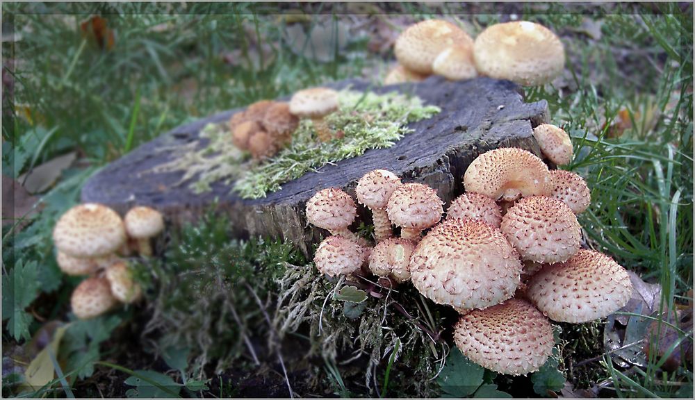 Der Hallimasch , auch aus unserem Garten.