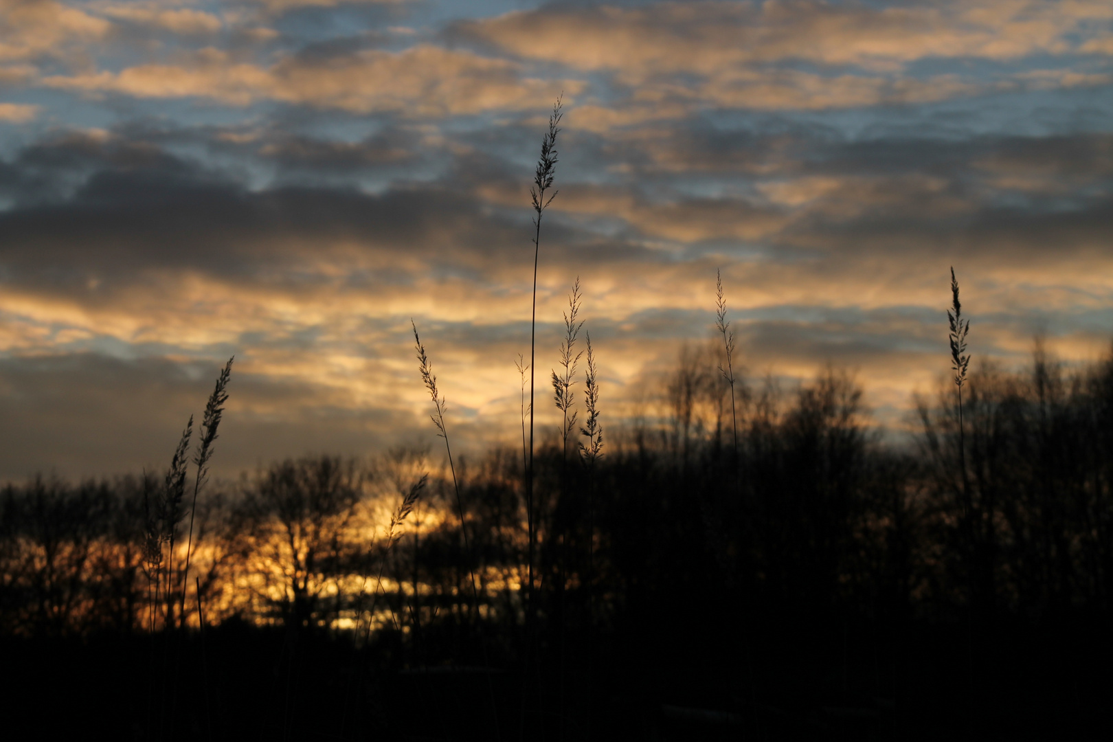 Der Halm im Sonnenuntergang