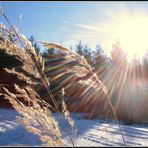 Der Halm in der Wintersonne