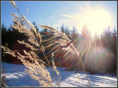 Der Halm in der Wintersonne